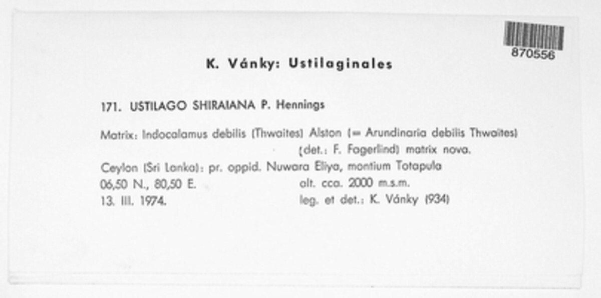 Bambusiomyces shiraianus image